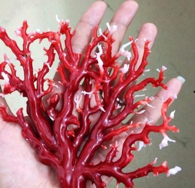 日本珊瑚禁捕吗,日本珊瑚禁捕政策解析与影响