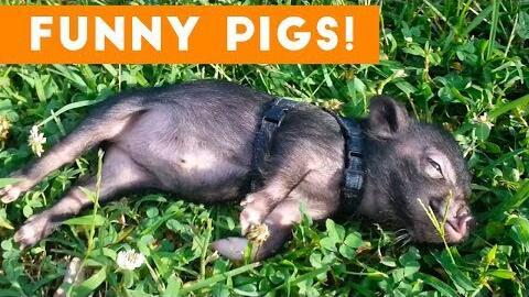 关于猪的搞笑视频,爆笑猪视频大盘点