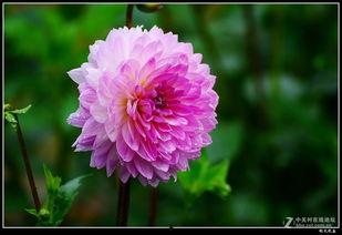 大丽花在线播放,一场视觉与情感的盛宴