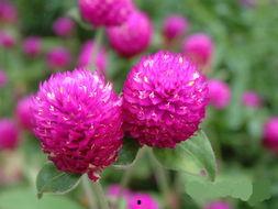 日本千花,日本古典文学中的花之精灵